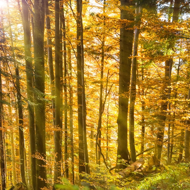 가을 숲의 아침. 오렌지 낙엽과 나무 사이로 빛나는 태양