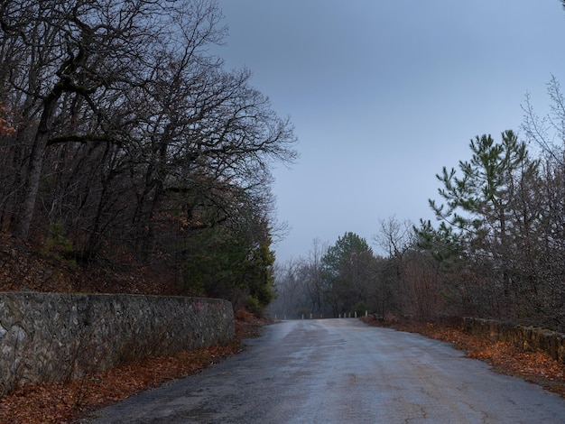 The morning autumn forest road in the fog