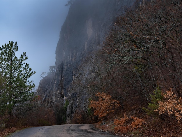 The morning autumn forest road in the fog