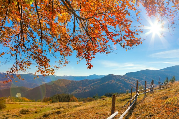 Morning Autumnal Landscape with yellow leaves and sun