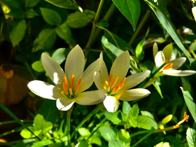 Foto fiore del mattino