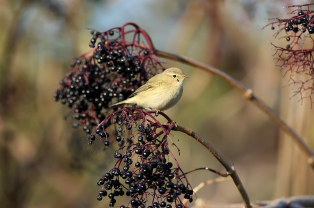 朝の一般的なチフチャフ（Phylloscopus collybita）柔らかな朝の光の中で自然の生息地の茂みの枝のクローズアップ。冬の羽の鳥