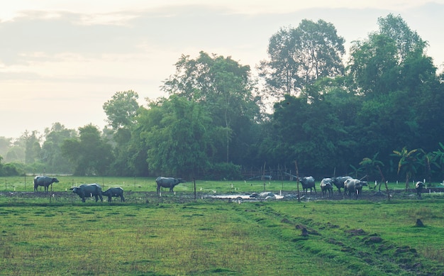 Morning in the countryside of Thailand with buffalo herd.