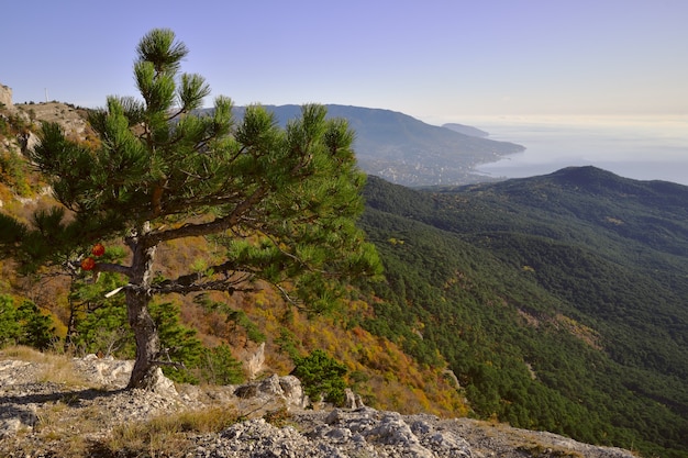 Morning in Crimea on AIPetri