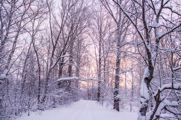 Morning dawn on the river. Pink sky. Winter landscape . Nature outside the city.