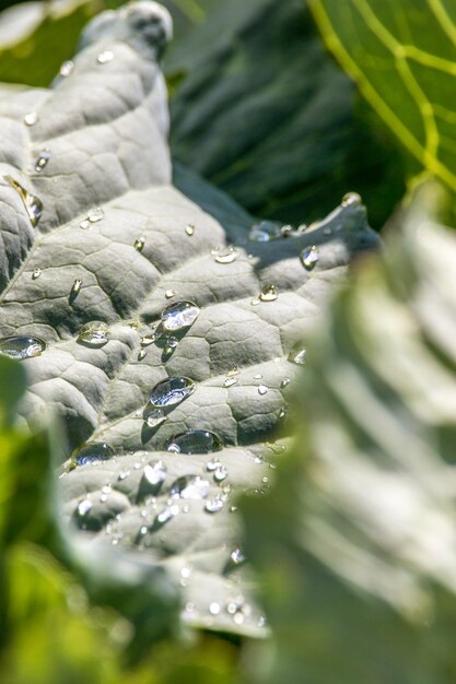 Morning dew on a cabbage leaf