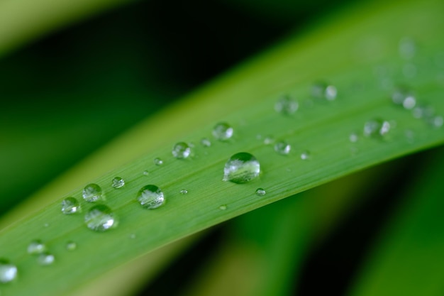 morning dew drops on the green leaf surface. natural backgrounds. morning freshness. tropical garden