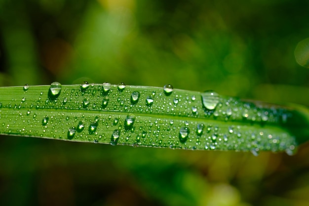 morning dew drops on tropical green foliage. macro photography. blurred background. natural nature.