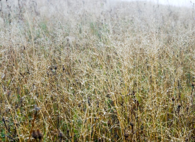 Morning dew on fall mountainside