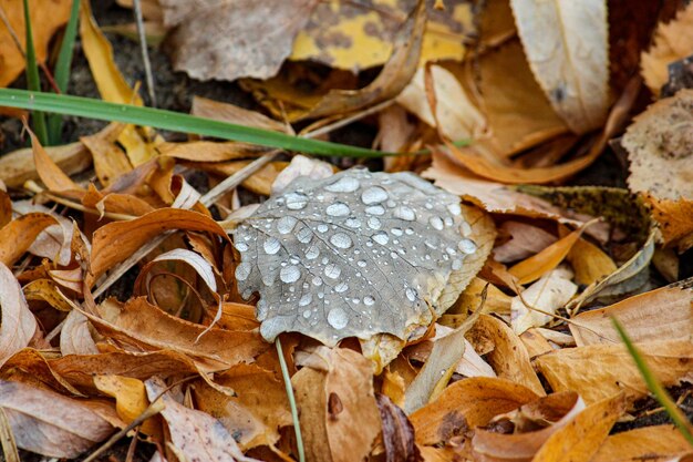 Photo morning dew on a fallen leaf during autumn