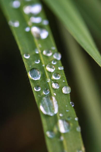 Morning dew on a fine leaf