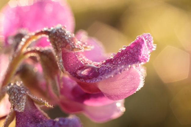 Morning dew under first warm sunbeams