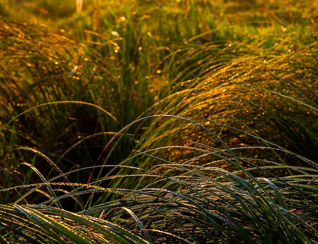 Morning dew on grass in golden early morning light selective focus background