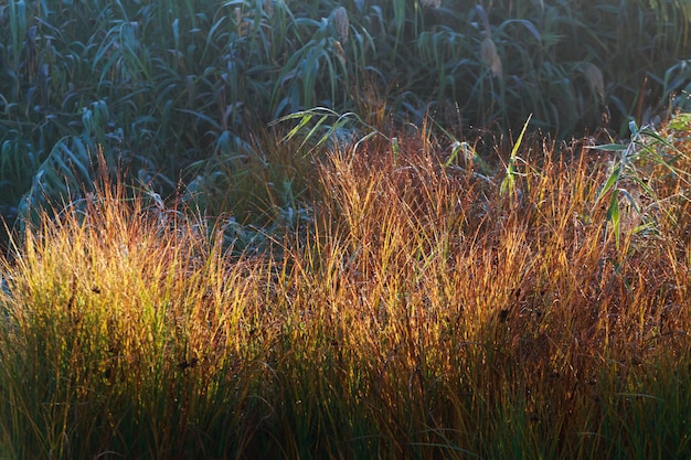 Morning dew on grass and reed