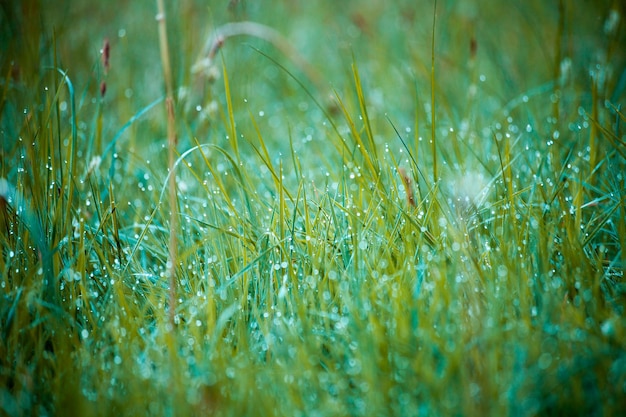 Photo morning dew on the grass