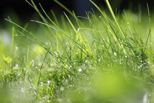 Morning dew on the grass