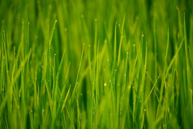 Morning dew on grass