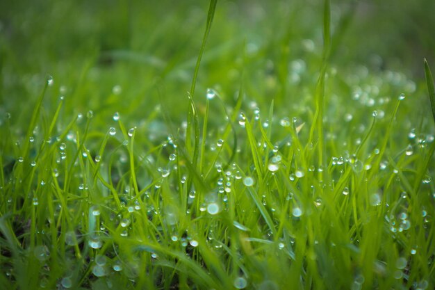 Morning dew on a green grass in early spring Green background of dew drops on bright green grass