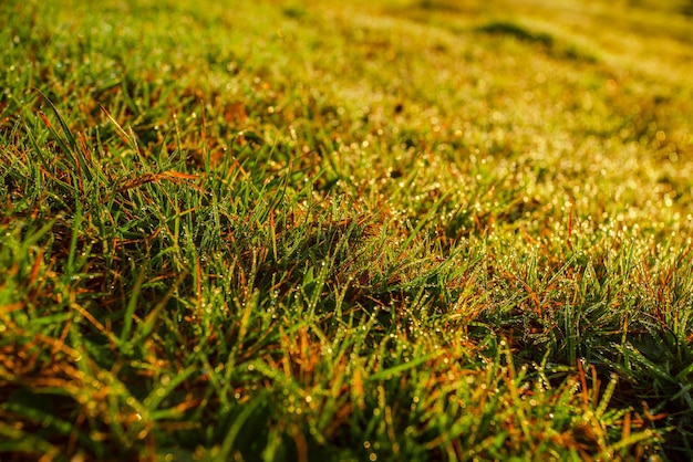 Morning dew on the green grass on which the sun shines