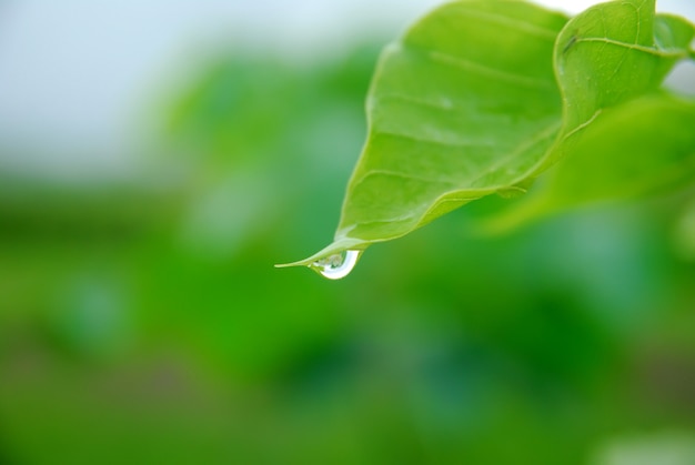 morning dew on green leaves