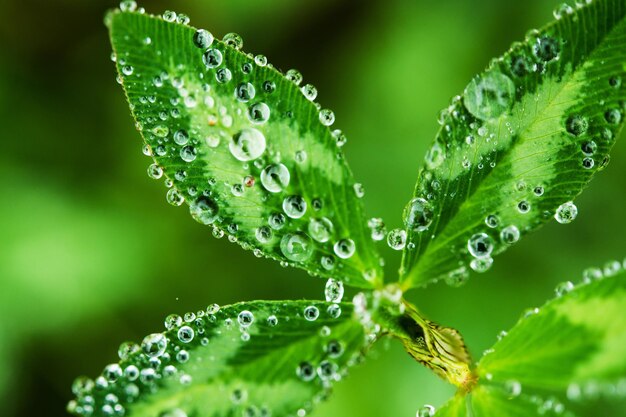 Morning Dew in Macro