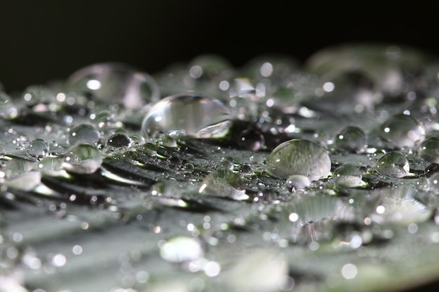 Morning dew on leaf with light reflect on water