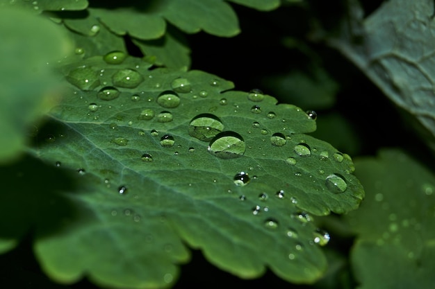 植物の葉の朝露露滴は非常に強いレンズのようなものです