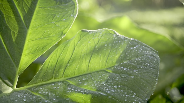 朝露の葉の上