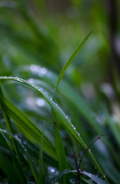 写真 緑の草の上の朝露 草の上の水滴は自然現象です