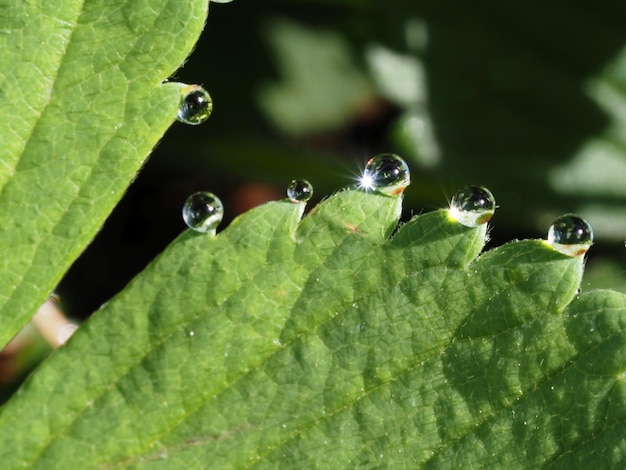 morning dew on plant leaves