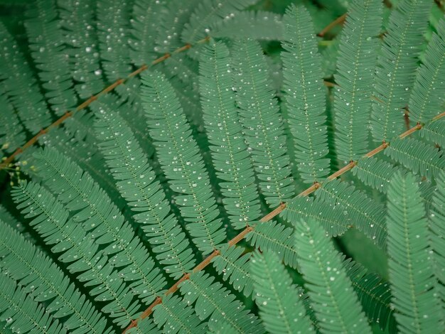 Photo morning dew that sticks to the green plants in the forest