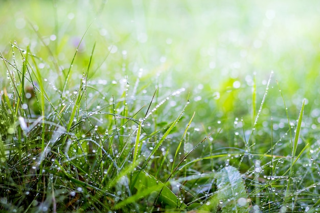 Morning dew in the woods on the grass. Morning freshness in the field and on meadows. Summer morning in the woods