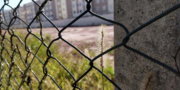 写真 朝の露