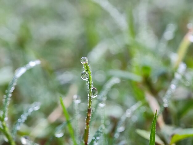 morning dew