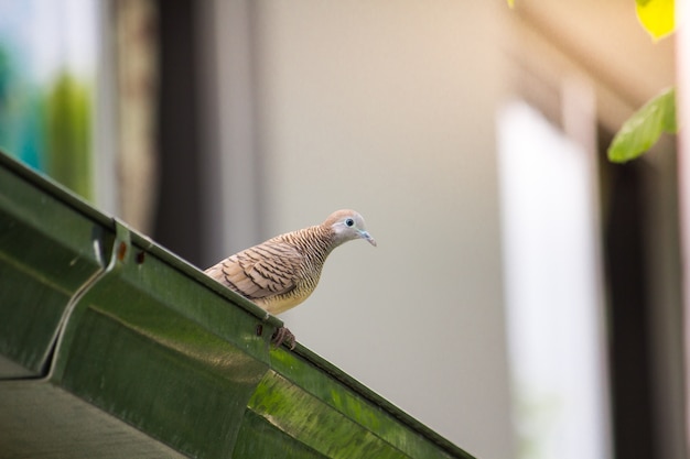 朝の鳩（Zenaida macroura）のログ