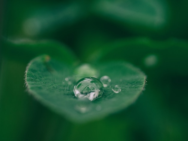 写真 緑の葉に露の朝のドロップ