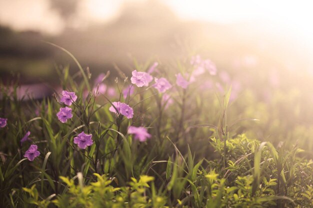 Photo morning in the field