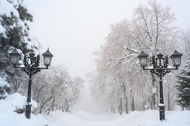 The morning fog in the forest and white snow