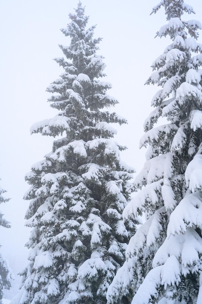 森の朝霧と白い雪