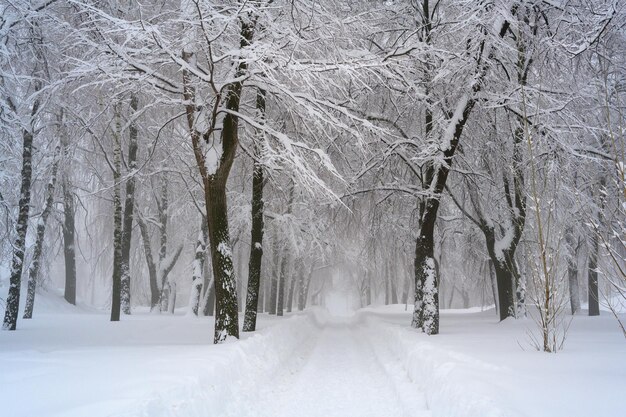 The morning fog in the forest and white snow