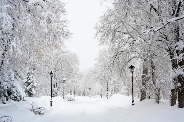 The morning fog in the forest and white snow