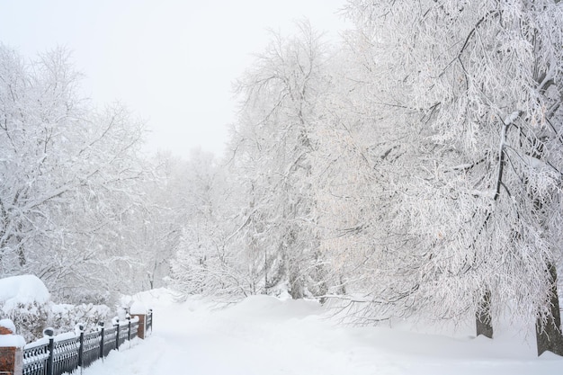 The morning fog in the forest and white snow