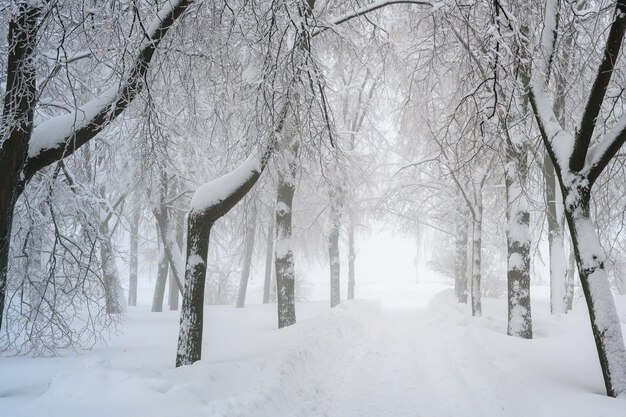 The morning fog in the forest and white snow