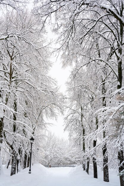 The morning fog in the forest and white snow