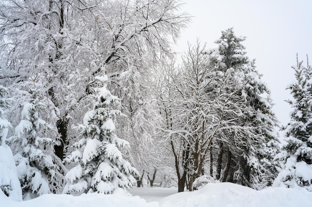 The morning fog in the forest and white snow