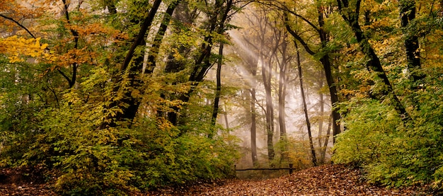 Nebbia mattutina nella foresta