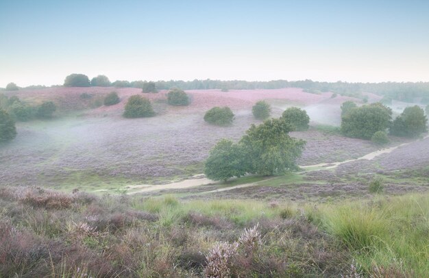 Photo morning fog on hills with flowering ling