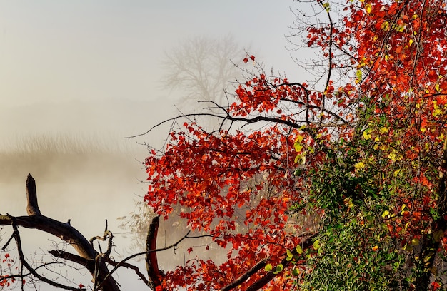 Morning fog on lake Peaceful landscape featuring morning fog as it starts to burn of on this calm peaceful lake landscape