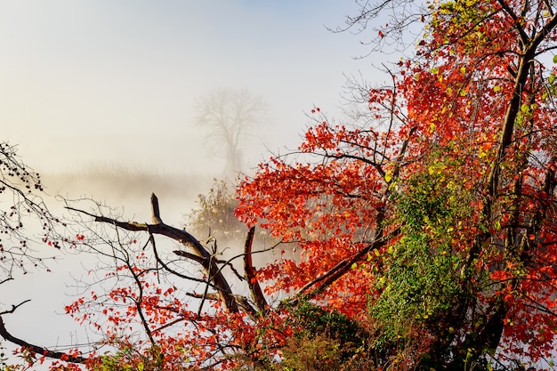 Morning fog over river in autumn