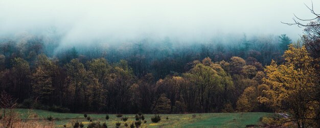 Photo morning fog